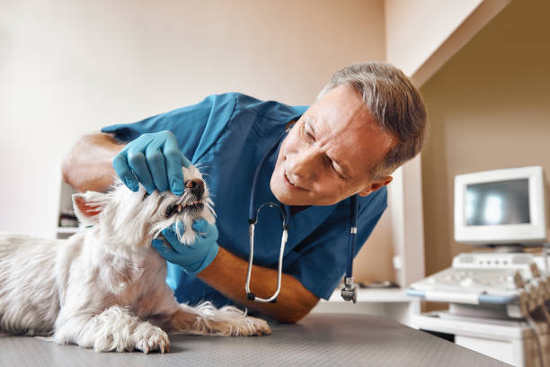 Best Urgent Dental Care  in Clever, MO